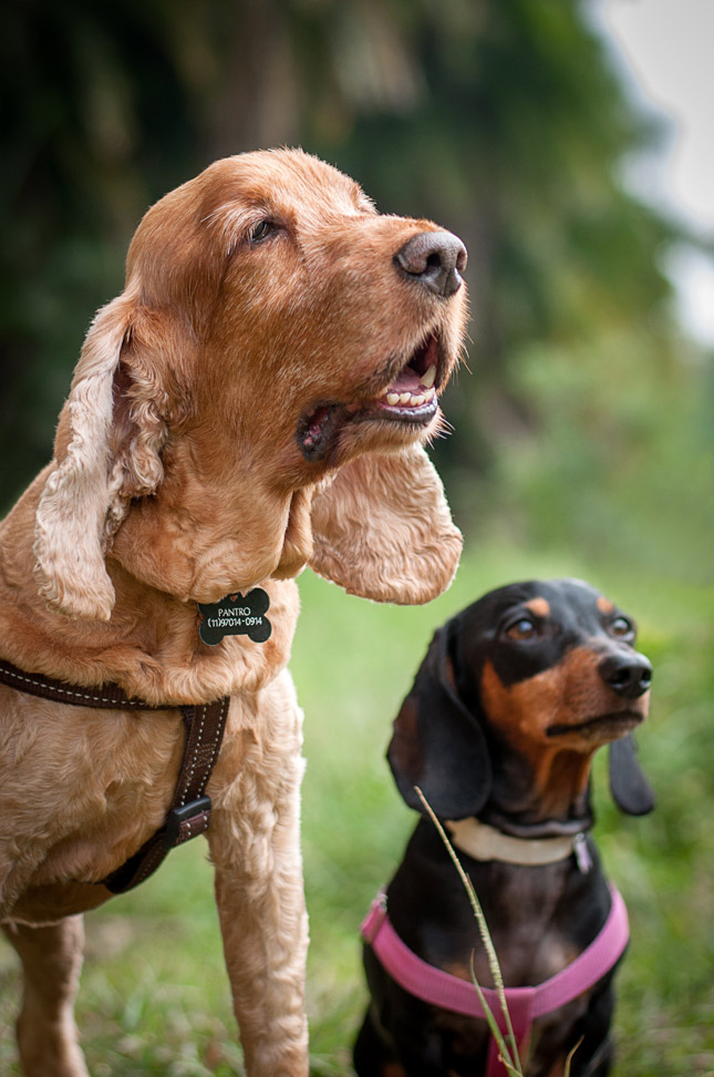A cocker spaniel and a dachshund