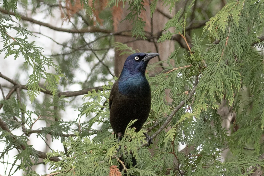 Bird perched on a tree branch, looking sideways