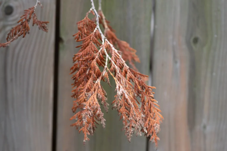 Brown leaf on a wooden background, representing media contributions and shared knowledge.