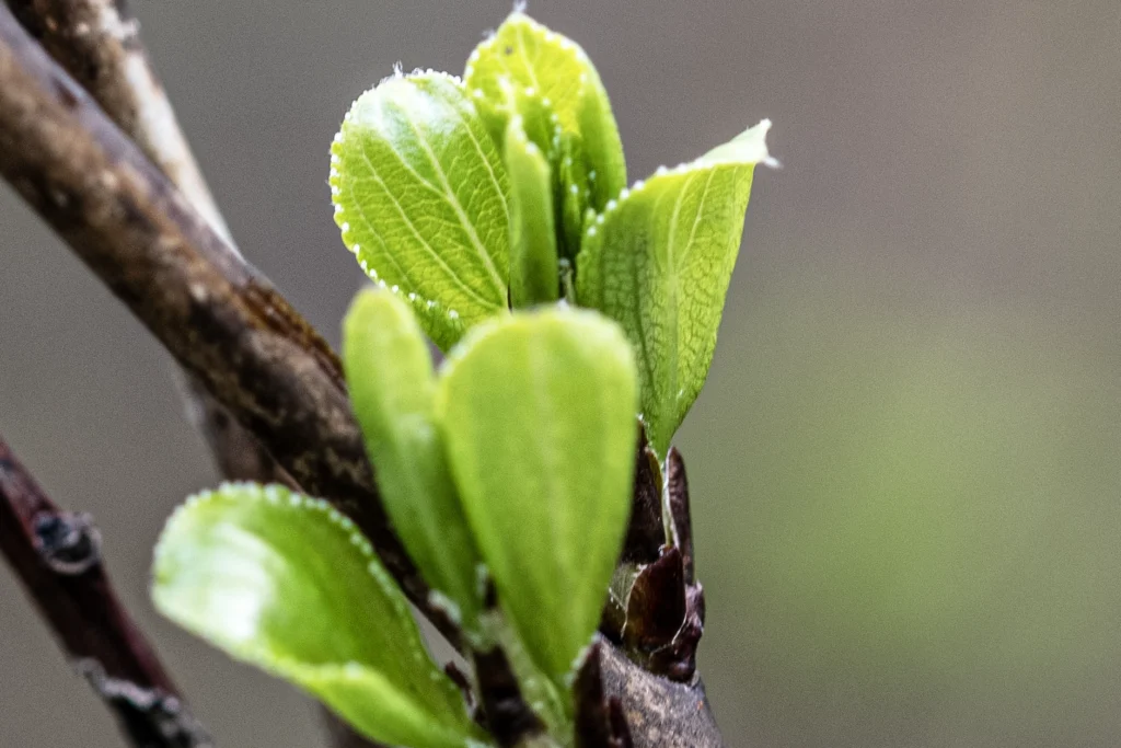 New leaves growing, representing aspects related to eco-anxiety.