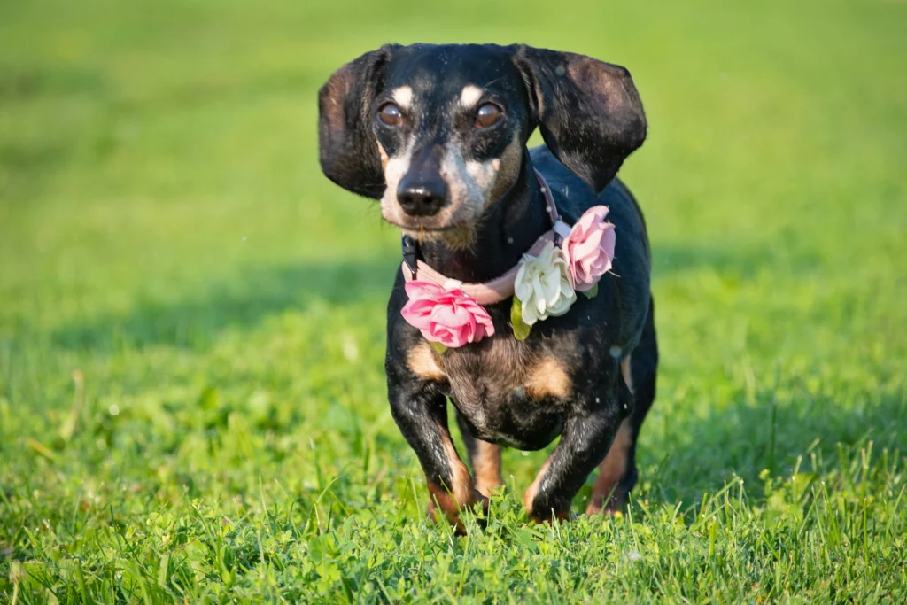 Black dog sitting outdoors, representing concerns and feeling anxious about my pet.