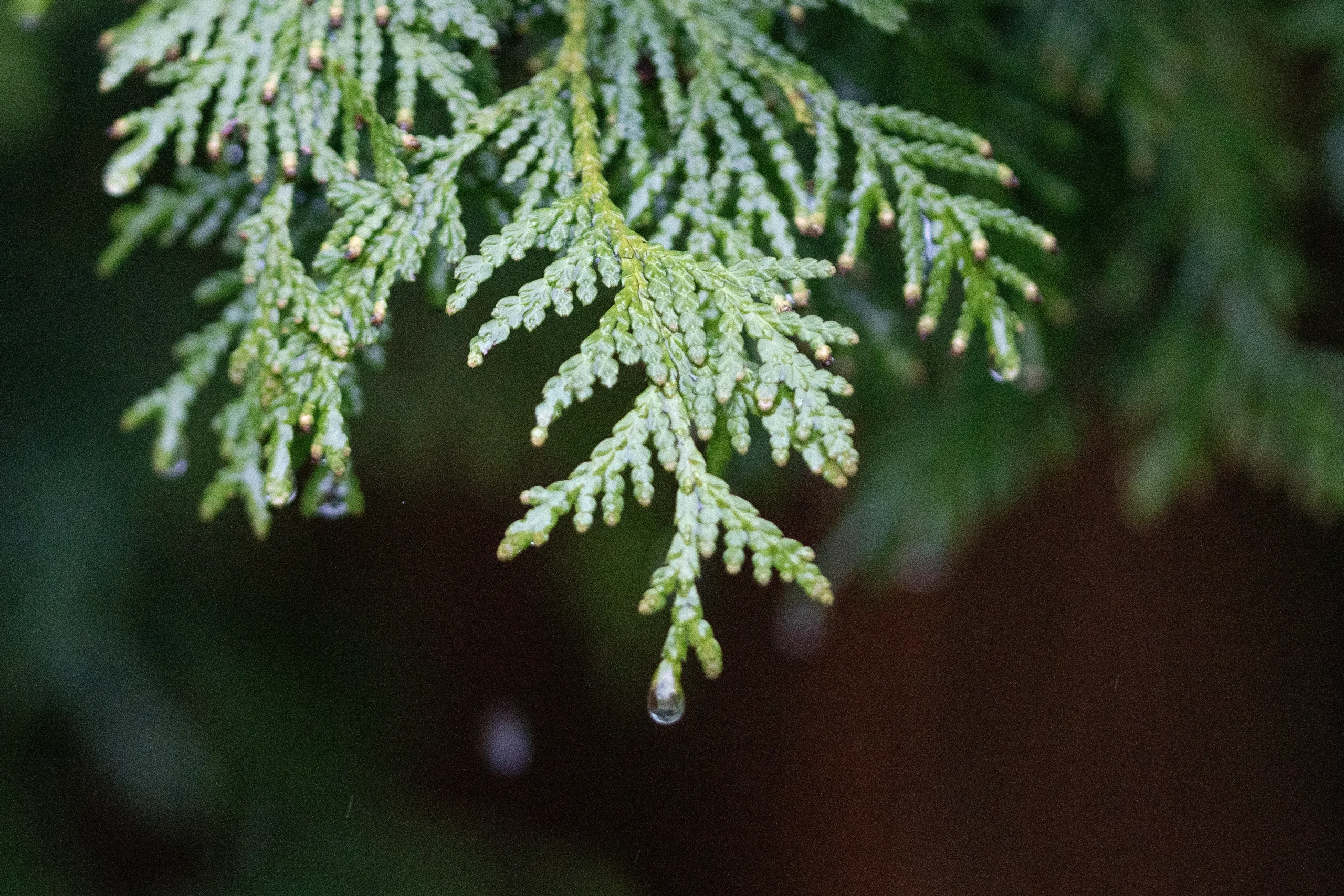 A drop of water falling from a leaf