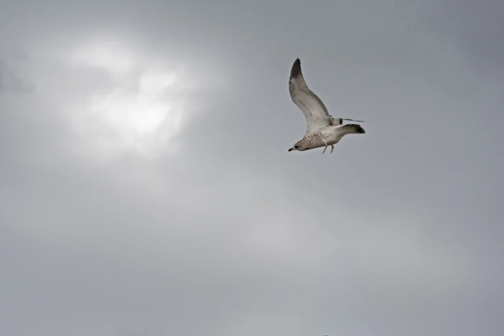 a bird